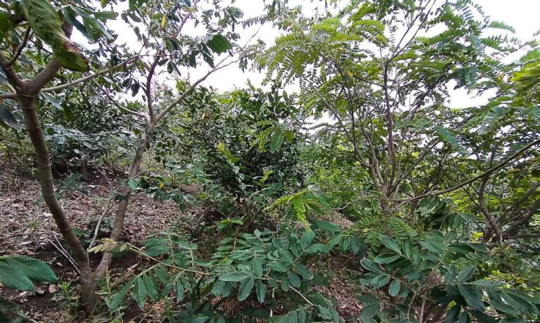 Animais repovoam áreas degradadas da Mata Atlântica em São Paulo