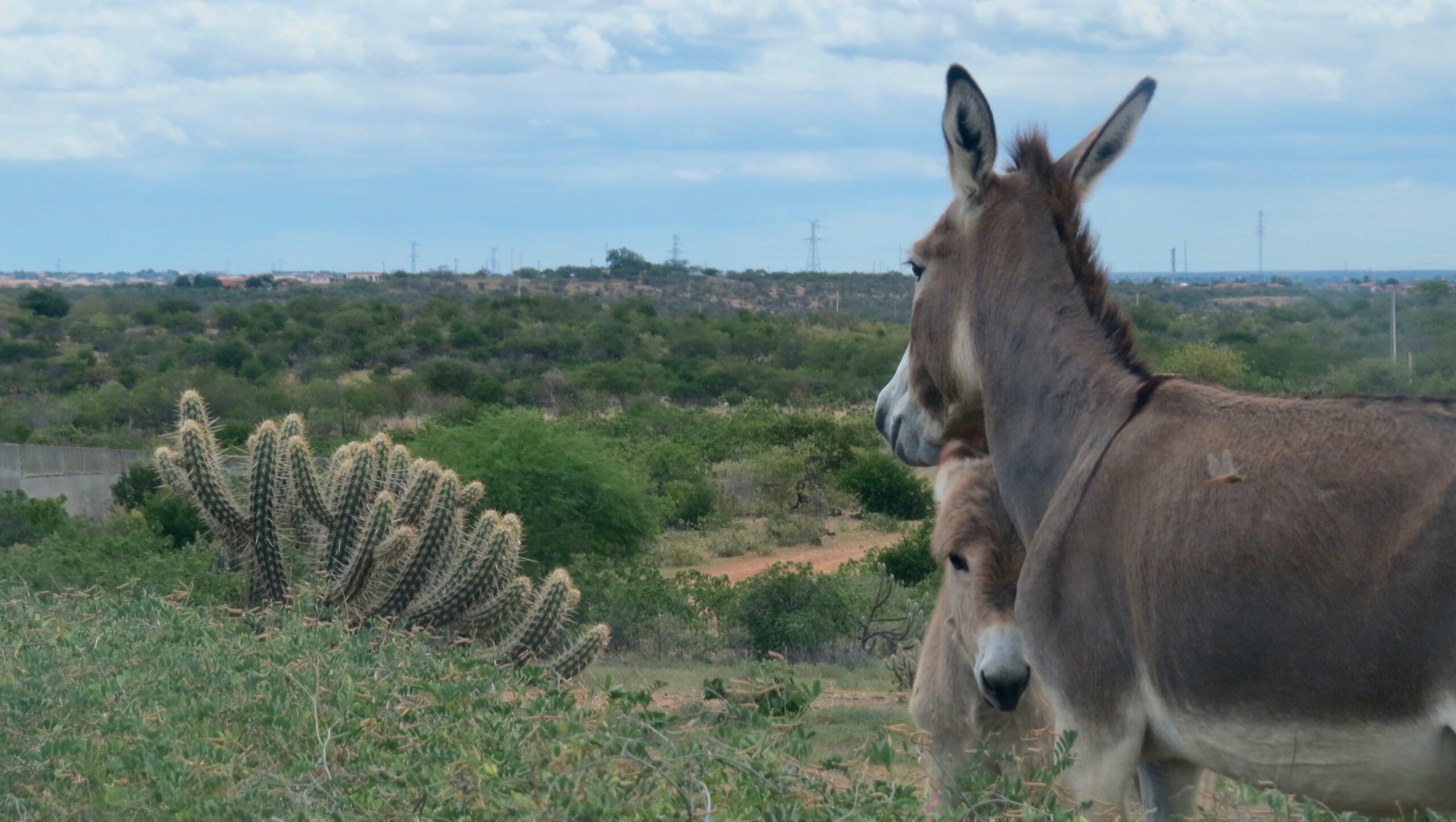 Mudança climática pode fazer Caatinga perder a riqueza de sua biodiversidade até 2060 Mudança climática pode fazer Caatinga perder a riqueza de sua biodiversidade até 2060