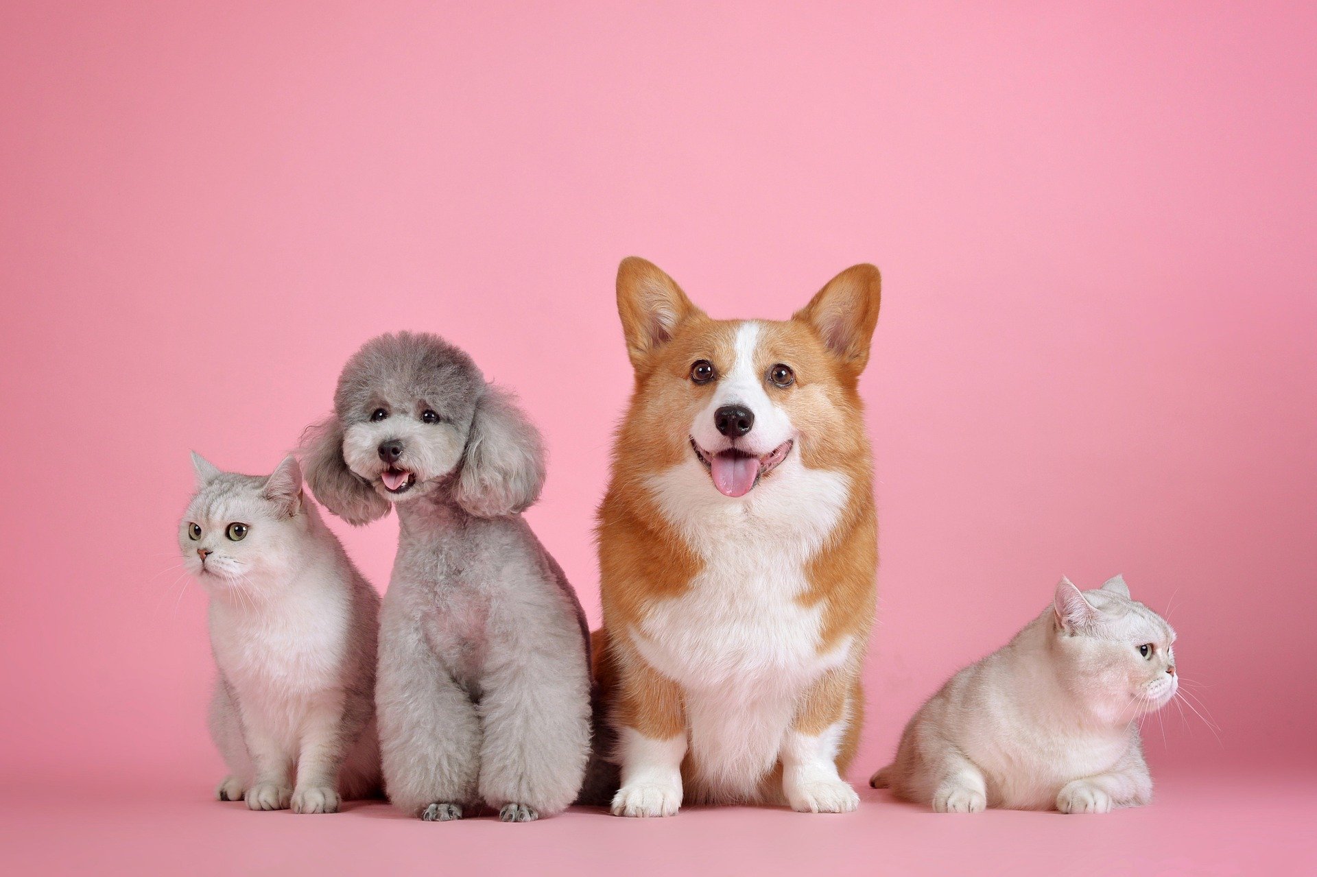 Cães e gatos também precisam de cuidados contra as viroses típicas destes dias de frio Cães e gatos também precisam de cuidados contra as viroses típicas destes dias de frio