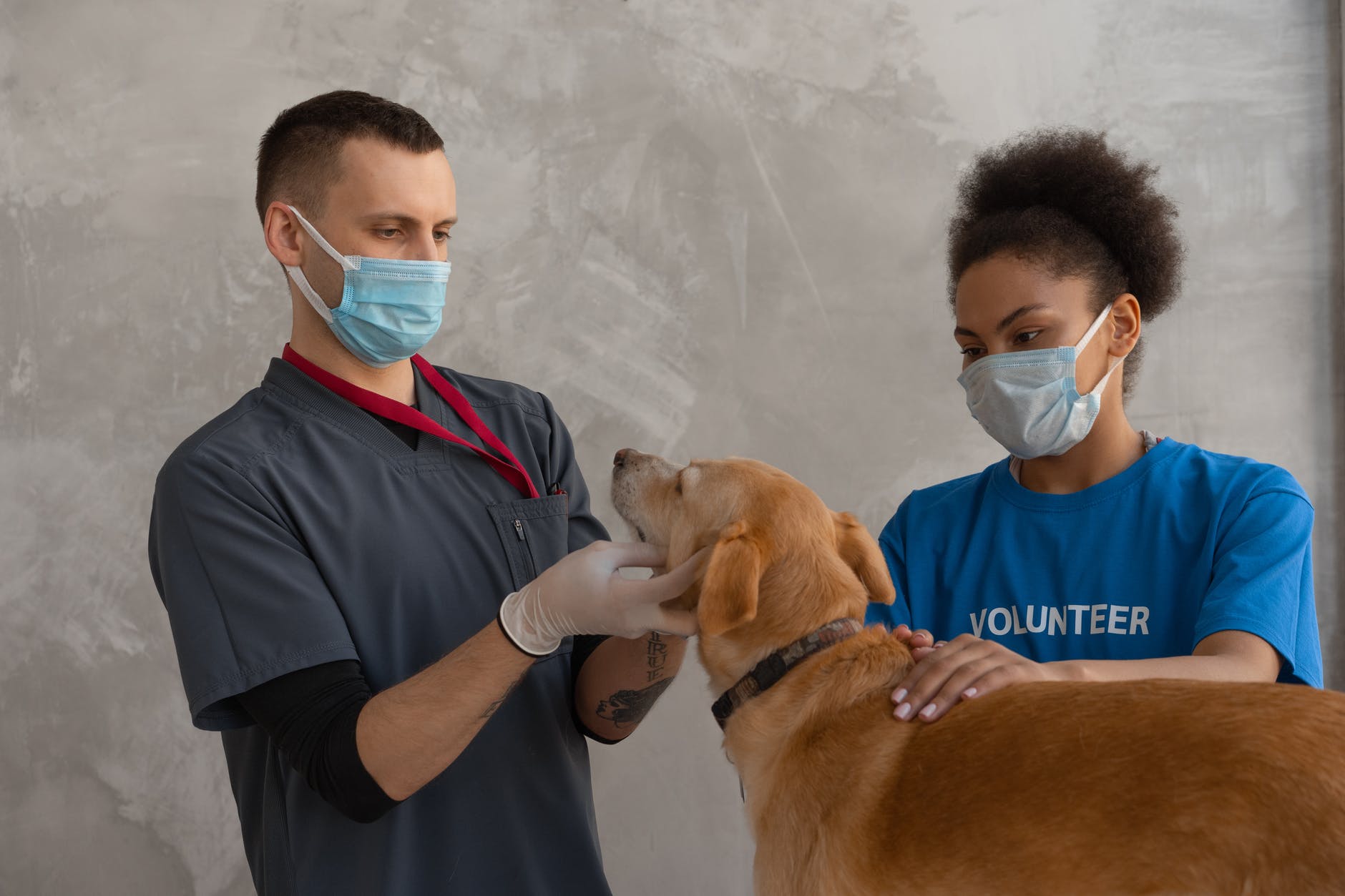 Deputados rejeitam proposta que exige veterinário em pets e lojas agropecuárias Deputados rejeitam proposta que exige veterinário em pets e lojas agropecuárias