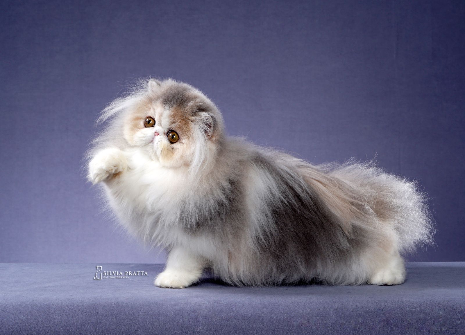 Encontro de gatos no fim de semana paulistano tem concurso de beleza felina e “celebridade” brasileira Encontro de gatos no fim de semana paulistano tem concurso de beleza felina e “celebridade” brasileira