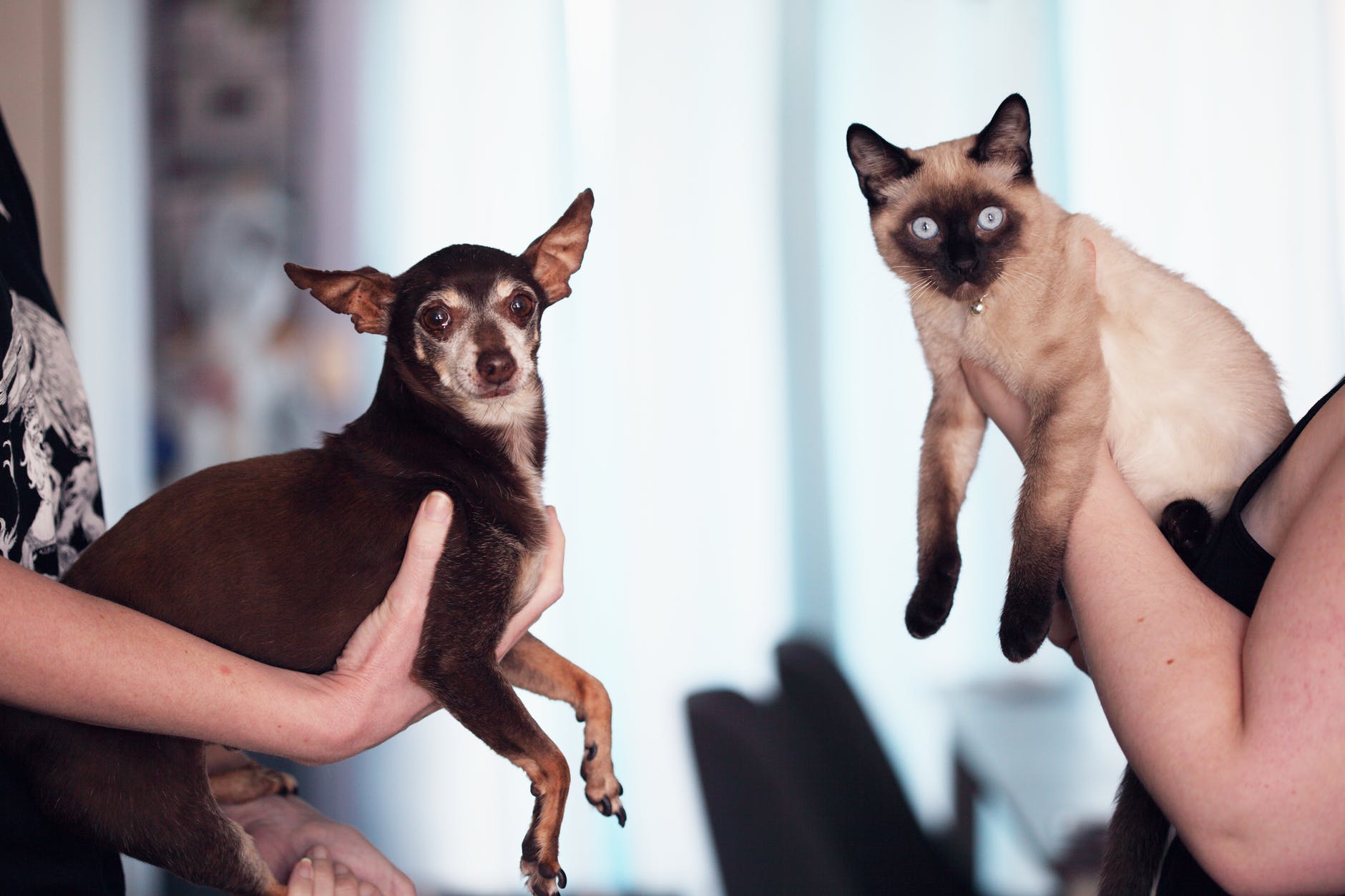 Sangue: cães e gatos também podem doar e salvar a vida de outros animais da mesma espécie Sangue: cães e gatos também podem doar e salvar a vida de outros animais da mesma espécie