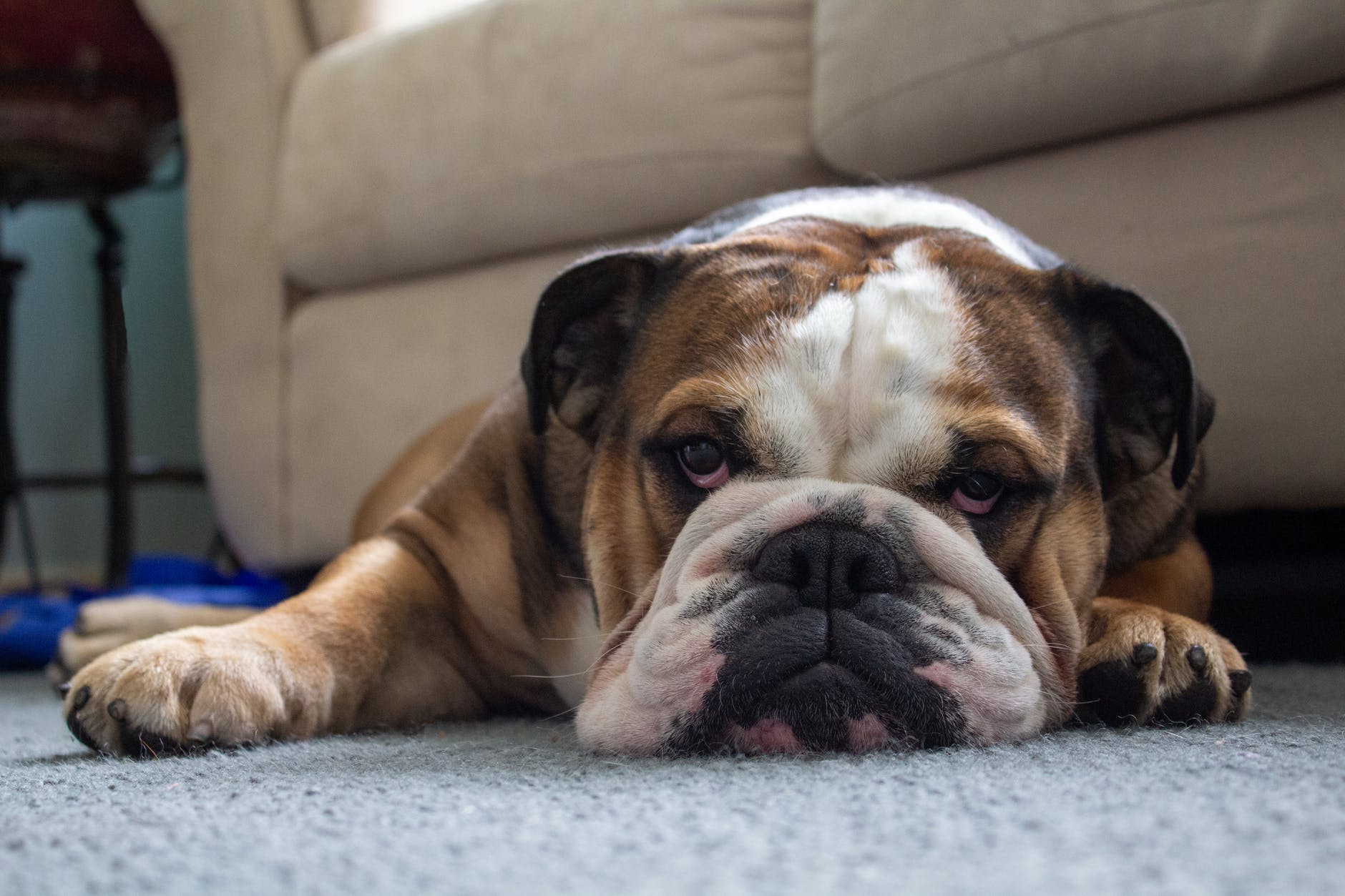 Bulldog inglês: estudo defende mudança urgente nas características físicas da raça Bulldog inglês: estudo defende mudança urgente nas características físicas da raça