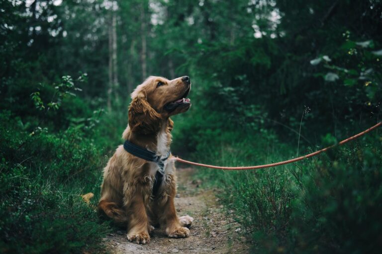 Veterinários alertam para a necessidade da vacinação de cães e gatos contra a raiva
