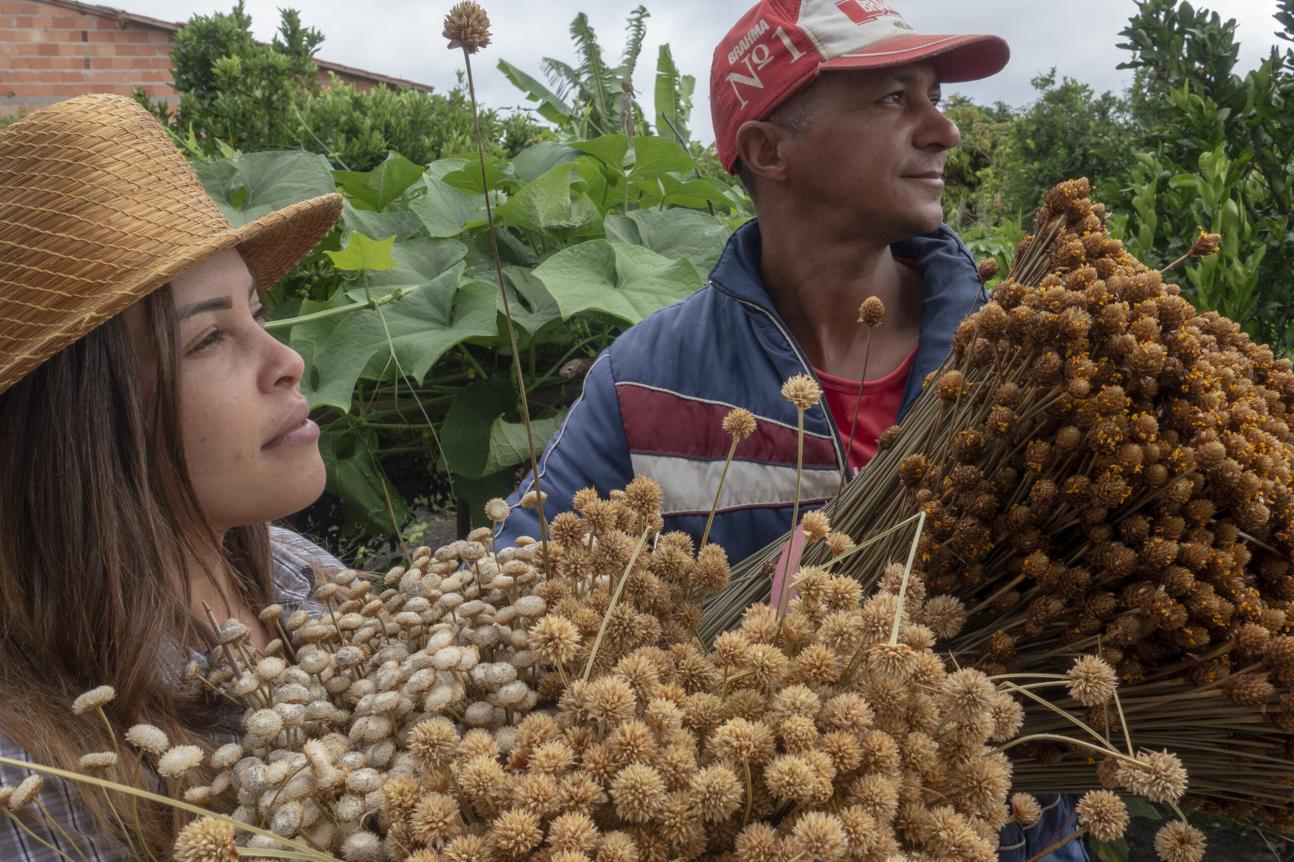 Documentário divulga e defende comunidades apanhadoras de flores sempre-vivas, patrimônio agrícola mundial Documentário divulga e defende comunidades apanhadoras de flores sempre-vivas, patrimônio agrícola mundial