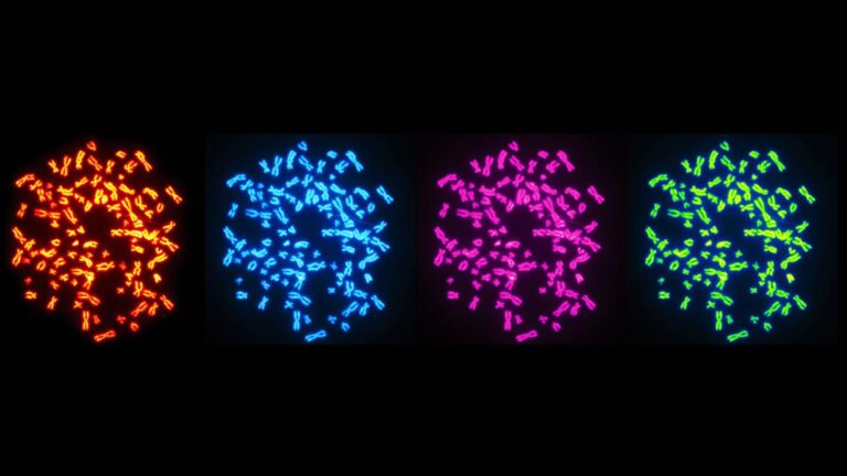 Cientistas encontram nova forma de o câncer se desenvolver: a duplicação completa do genoma