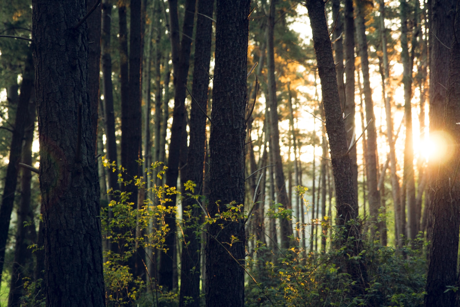 Quanto tempo ainda levaremos para entender a importância do meio ambiente? Quanto tempo ainda levaremos para entender a importância do meio ambiente?