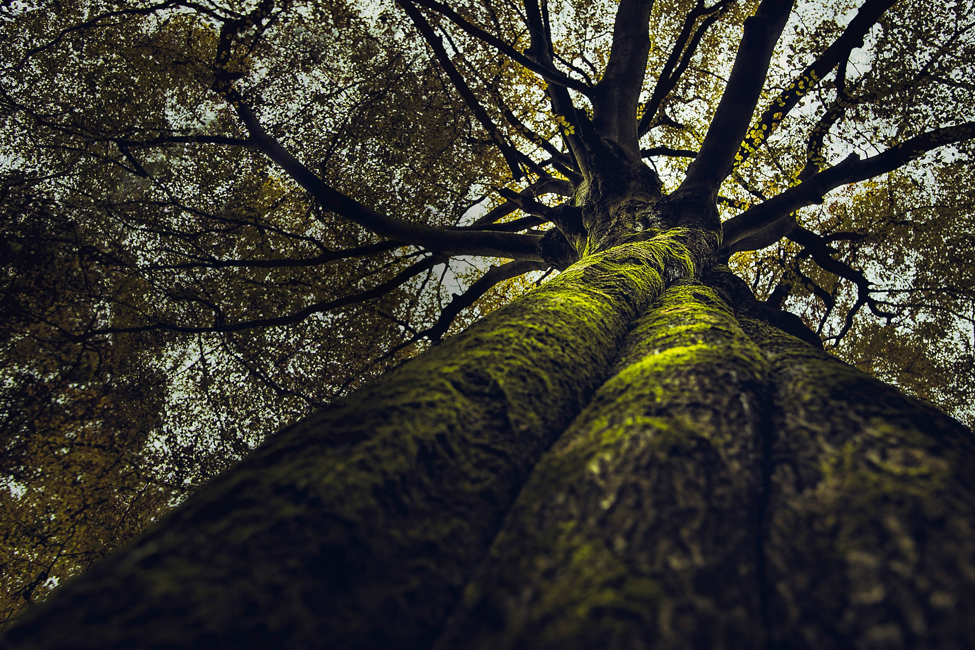 Yale realiza conferência sobre mudança climática e justiça ambiental na Amazônia Yale realiza conferência sobre mudança climática e justiça ambiental na Amazônia