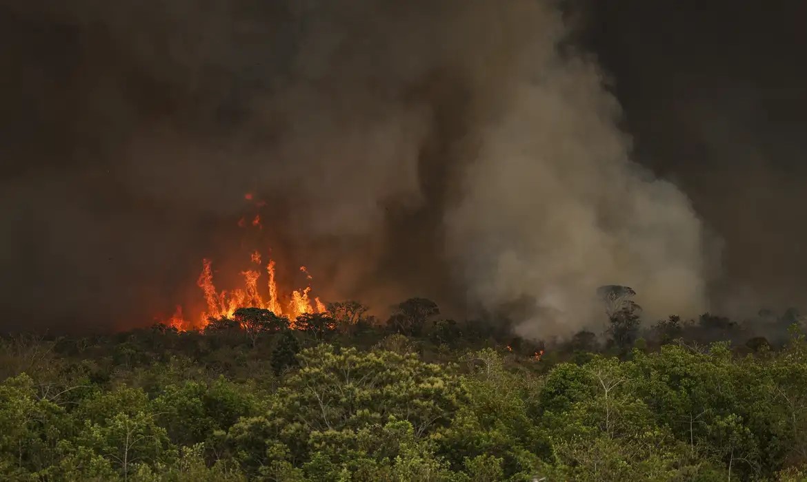 STF toma medidas contra fogo e saída de madeira e carvão da Amazônia e do Pantanal STF toma medidas contra fogo e saída de madeira e carvão da Amazônia e do Pantanal