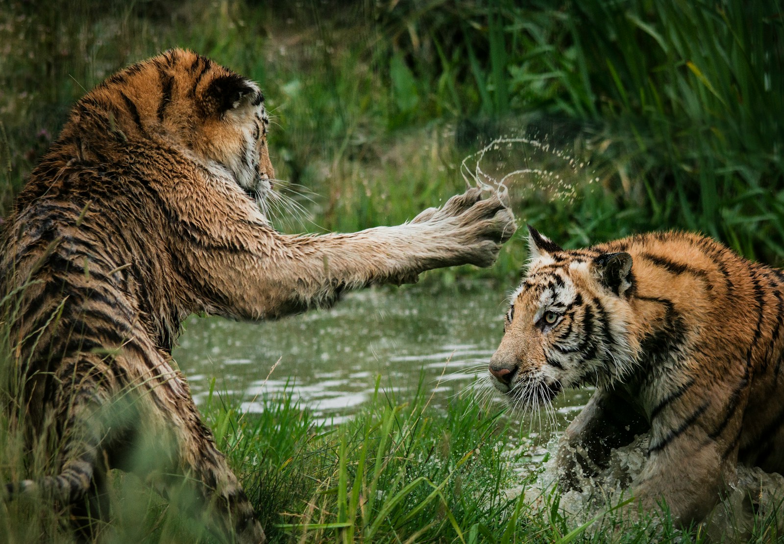 Lutar ou fugir? Pesquisadores brasileiros publicam estudo internacional sobre como os animais decidem