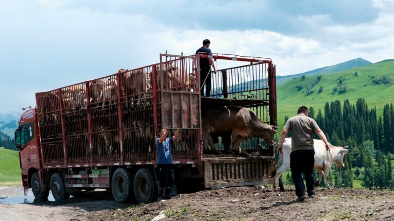 TST condena JBS a indenizar família de motorista morto por covid-19 em viagem a trabalho
