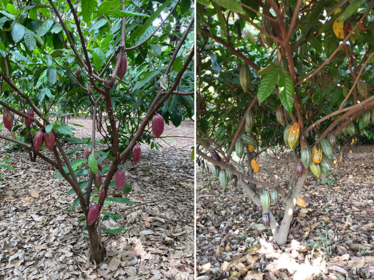 É preciso reprogramar o futuro do cacau brasileiro, alerta agrônomo