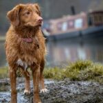 Resgate de animais: nova lei pode agravar sa&uacute;de mental de quem j&aacute; vive no limite e punir elo mais fraco, alertam psic&oacute;loga e protetoras