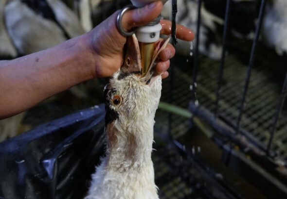 Fim da alimenta&ccedil;&atilde;o for&ccedil;ada de animais: Brasil d&aacute; passo decisivo contra o foie gras