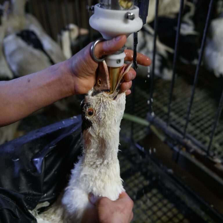 Fim da alimenta&ccedil;&atilde;o for&ccedil;ada de animais: Brasil d&aacute; passo decisivo contra o foie gras