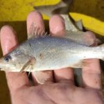 Estudo encontra anomalias recordes em peixe do Esp&iacute;rito Santo e associa achado ao desastre de Mariana
