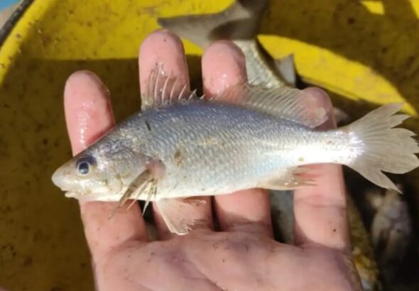 Estudo encontra anomalias recordes em peixe do Esp&iacute;rito Santo e associa achado ao desastre de Mariana
