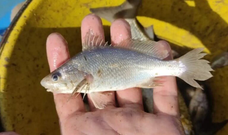 Estudo encontra anomalias recordes em peixe do Espírito Santo e associa achado ao desastre de Mariana
